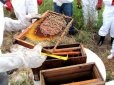 Bee course pic